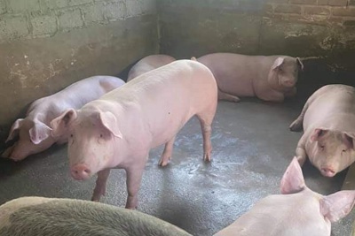 Giá lợn hơi ngày 29/8/2021: Người chăn nuôi “đuối” vì càng giữ càng lỗ