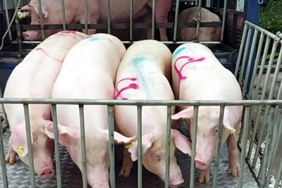 Giá lợn hơi ngày 18/8/2021: Miền Nam tiếp tục tăng 1.000 - 3.000 đồng/kg