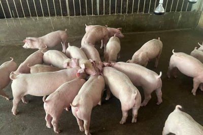 Giá lợn hơi ngày 21/9/2021: Giải pháp giúp người chăn nuôi tái đàn lợn phục vụ Tết Nguyên đán