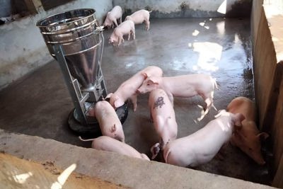 Giá lợn hơi ngày 22/8/2021: Người nuôi bị thương lái ép giá khi xảy ra dịch bệnh?