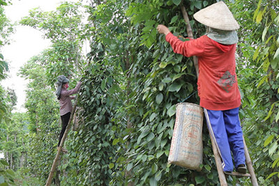 Giá tiêu hôm nay 1/11: Giá hồ tiêu có thể trở về thời hoàng kim 300.000 đồng/kg?