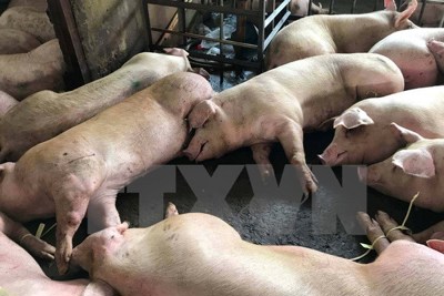 Vụ tiêm thuốc an thần cho lợn: Gần 4.000 con lợn dương tính