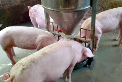 Giá lợn hơi ngày 26/8/2021: 2 miền Bắc - Nam giảm 1.000 - 4.000 đồng/kg