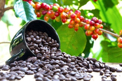 Giá cà phê hôm nay 10/10: Thiếu nguồn cung đẩy Arabica tăng mạnh, Robusta ổn định khi Việt Nam vào vụ mới