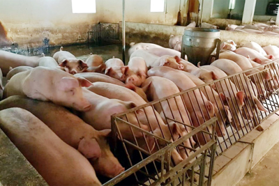 Giá lợn hơi ngày 16/10/2021: Có nơi giảm mạnh 5.000 đồng/kg