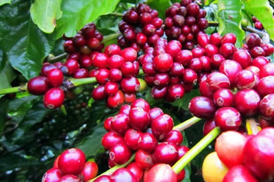 Giá cà phê hôm nay 12/9: Thế giới đối mặt nguy cơ thiếu cà phê nghiêm trọng đẩy Robusta cao nhất 4 năm qua