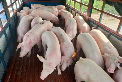 Giá lợn hơi ngày 27/11/2021: Miền Nam tiếp tục tăng 1.000 - 2.000 đồng/kg