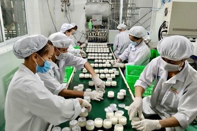 Hà Nội: Liên kết phát triển “sữa bò 4 sao”