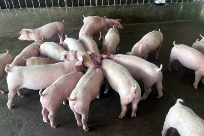 Giá lợn hơi ngày 30/10/2021: Bất ngờ quay đầu giảm 1.000 - 5.000 đồng/kg
