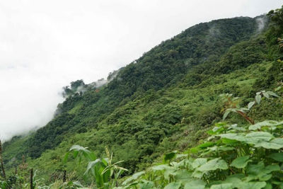 Việt Nam đẩy nhanh tiến trình thương mại hóa carbon rừng