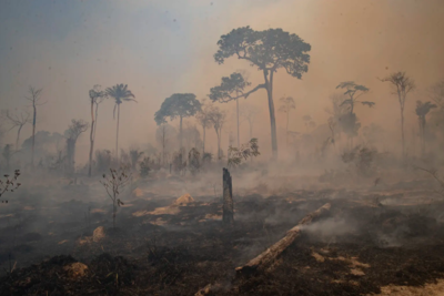Cột mốc mới tại COP26: Thế giới ngừng phá rừng