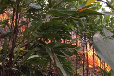 Quảng Ngãi: Hiểm họa cháy rừng từ đốt rẫy, dọn thực bì