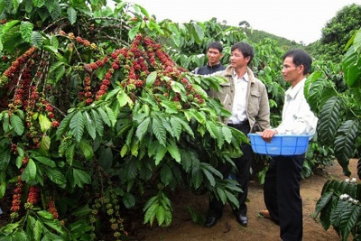 Giá cà phê hôm nay 18/11: Arabica quay đầu tăng mạnh, vụ thu hoạch trong nước vẫn chưa thể thuận lợi