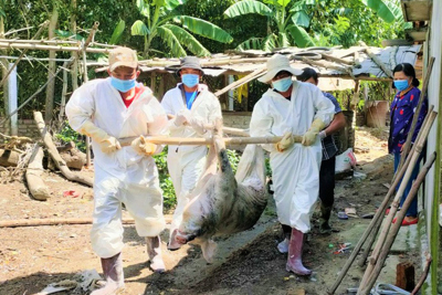 Nông dân Quảng Nam điêu đứng vì dịch tả lợn châu Phi bùng phát