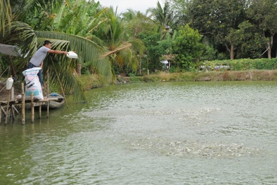 3.400 tỷ đồng thực hiện đề án phát triển nuôi trồng thủy sản bền vững đồng bằng sông Cửu Long
