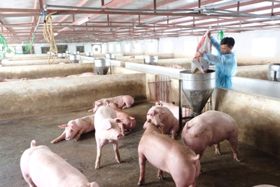 Hà Nội đề xuất Bộ Nông nghiệp nhiều giải pháp thúc đẩy chăn nuôi nông hộ