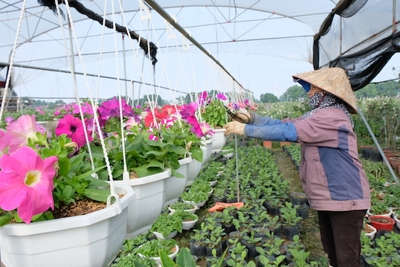 Huyện Mê Linh: Nhà vườn hoa cảnh đón đầu vụ Tết
