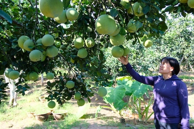 Hà Nội: Tìm đầu ra cho vựa trái cây ven sông Đáy