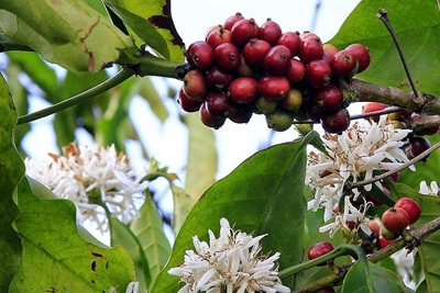 Giá cà phê hôm nay 30/9: Xuất khẩu tháng 9 tăng mạnh, Brazil tăng diện tích Robusta đe dọa vị thế số 1 của cà phê Việt