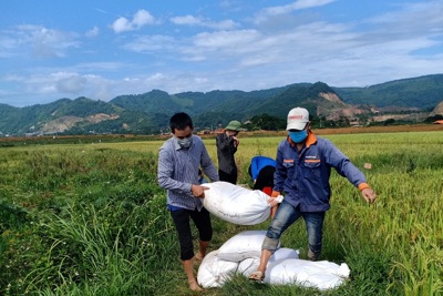 Huyện Thạch Thất huy động các lực lượng hỗ trợ người dân thu hoạch lúa Hè Thu 2021