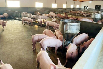 Giá lợn hơi ngày 12/10/2021: Có nơi giảm mạnh 6.000 đồng/kg