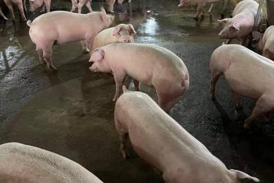 Giá lợn hơi ngày 29/10/2021: Cả 3 miền tiếp tục tăng, dự báo sẽ đạt 80.000 đồng/kg?