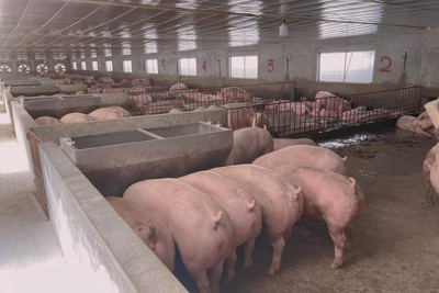 Giá lợn hơi ngày 14/9/2021: Lợn hơi đạt 60.000 đồng/kg người nuôi mới có lãi?