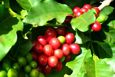 Giá cà phê hôm nay 19/8: Đồng loạt tăng trên 38.000 đồng/kg, Robusta có thể cán mốc 2.000 USD/tấn