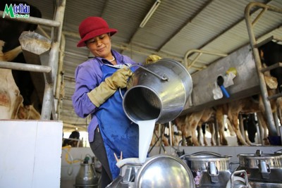 Mộc Châu Milk: Thành công nhờ gắn kết bền chặt với nông dân