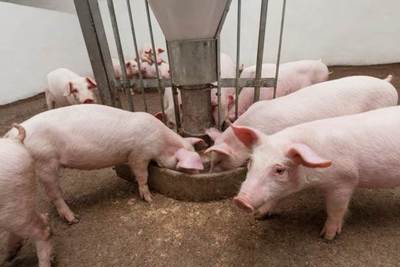 Giá lợn hơi ngày 22/10/2021: Bất ngờ tăng mạnh đến 5.000 đồng/kg
