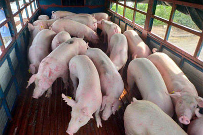 Giá lợn hơi ngày 11/9/2021: Tiếp tục giảm 1.000 - 2.000 đồng/kg