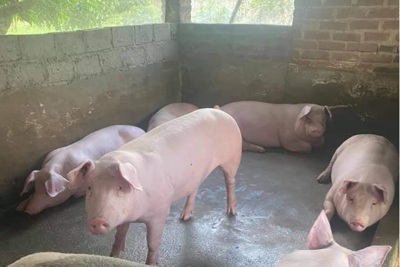 Giá lợn hơi ngày 28/11/2021: Biến động 1.000 - 5.000 đồng/kg