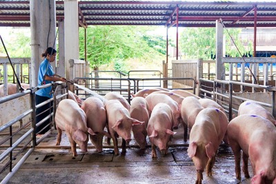 Giá lợn hơi ngày 3/10/2021: Miền Bắc có giá thấp nhất cả nước