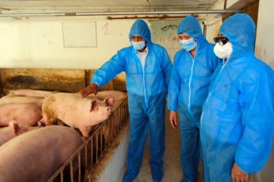 Giá thịt lợn hơi đang tăng trở lại: Cơ hội để người chăn nuôi tái đàn