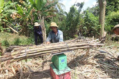 Hậu Giang: Nhà máy đường Phụng Hiệp sẽ tiếp tục ép mía vào tháng 11/2021