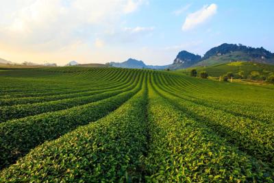 Sắp có Khu bảo tồn hệ sinh thái nông nghiệp lớn tại Mộc Châu
