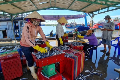 Tạm dừng hoạt động bến bãi, cảng cá: Ngư dân lo lắng không tiêu thụ được hải sản