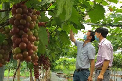 Trung tâm Khuyến nông Hà Nội: Sát cánh cùng nông dân vượt qua đại dịch