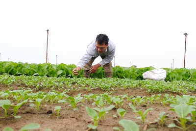 Hà Nội: Duy trì sản xuất nông nghiệp, bảo đảm nguồn cung cho “vùng đỏ”