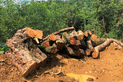 Quảng Nam: Sưa trăm tuổi trong rừng phòng hộ bị đem bán