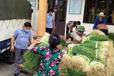 Phú Xuyên hỗ trợ nông dân tiêu thụ nông sản những ngày giãn cách xã hội