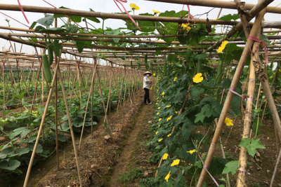 Hà Nội: Linh hoạt kết nối tiêu thụ nông sản trong thời gian giãn cách