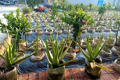Hải Dương: Đằng sau mô hình trồng cây nha đam theo dự án “Phủ xanh nha đam đất Việt”