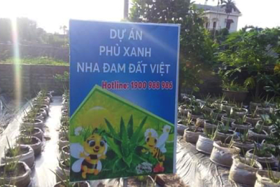 Hải Dương: Yêu cầu Công ty CP Biobee - Việt Pháp tạm dừng việc bán cây giống nha đam