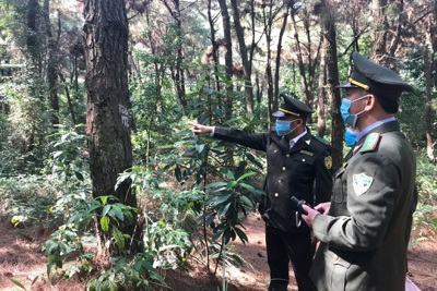 Hà Nội: Hướng tới phát triển kinh tế rừng bền vững
