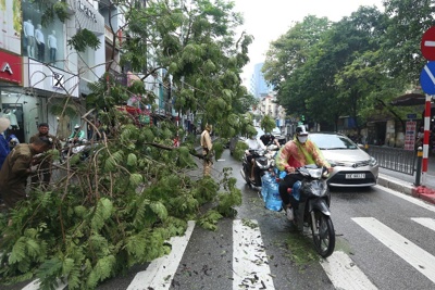Hà Nội: 6 cây xanh đổ, nghiêng trên các tuyến phố sau trận mưa lớn