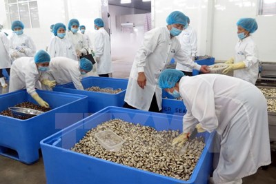Sản phẩm ngao sạch của Nam Định lần đầu xuất khẩu sang châu Âu