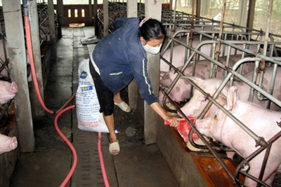 Siết chặt quản lý kháng sinh trong chăn nuôi