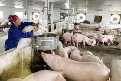 Giá lợn hơi hôm nay 15/6/2021: Cả 3 miền ít biến động, dao động từ 65.000 - 75.000 đồng/kg