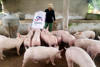 Giá lợn hơi ngày 27/7/2021: Cả 3 miền tăng 1.000 - 2.000 đồng/kg